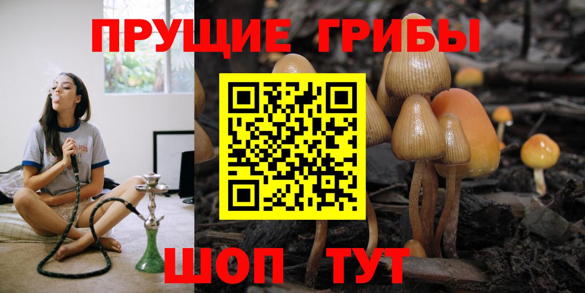 Псилоцибиновые грибы Psilocybine cubensis Балтийск